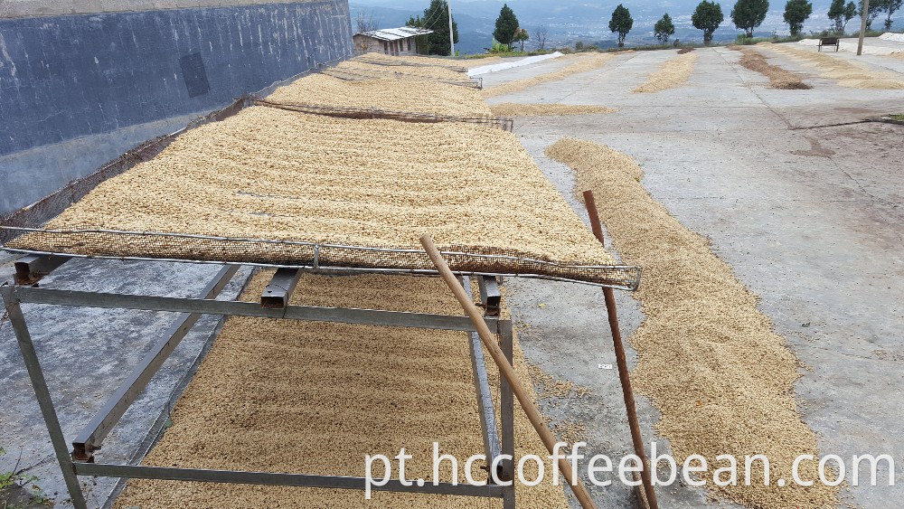 Grãos de café verde arábica chinês, lavados, polidos grau aa 17 up